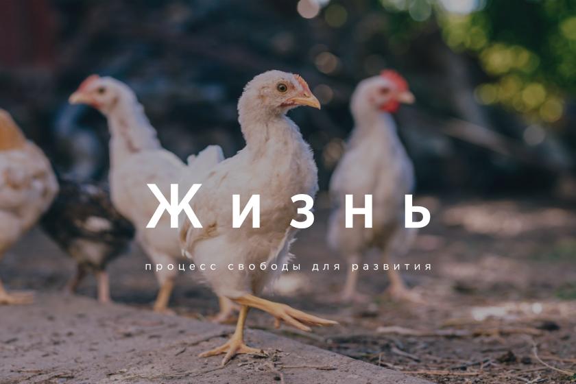 Надпись "Жизнь" с пояснением на фоне цыплят